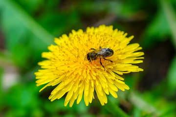Bee on the yellow dandelion in green grass in the garden collect the pollen