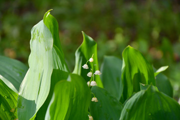 Wild flowers of lily of the Valley
