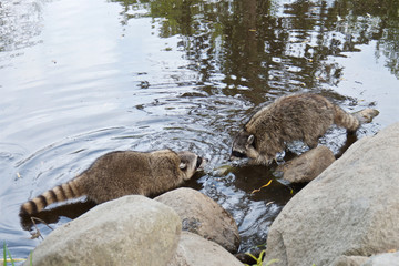 two raccoons are preparing to fight in the water, Stanley Park, Vancouver, Canada