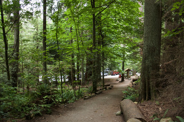 path in the thick green forest, West Vancouver, British Columbia, Canada