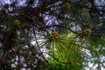 Pine with long needles, branches with the formation of new green young cones in spring outdoor