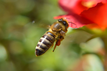 Close up of flying bee