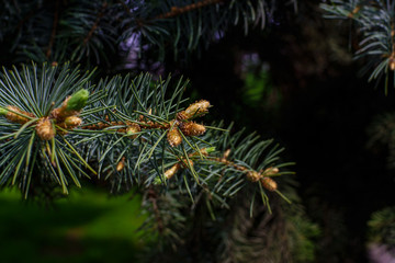 Spruce branch with the formation of new germ young twigs close up in spring in the forest