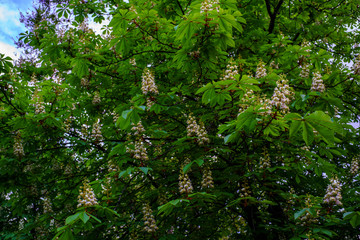 Fototapeta premium Flowering chestnut tree on sky background