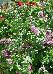 pink roses in the garden