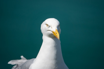 Herring Gull in Springtime