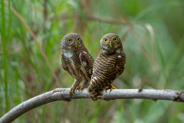 Pair of owl perching on a branch with green background