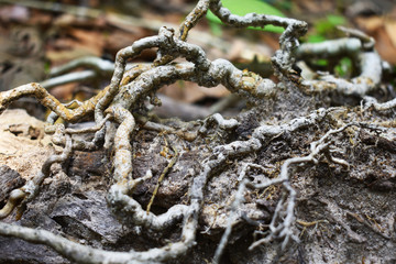 chain on a background