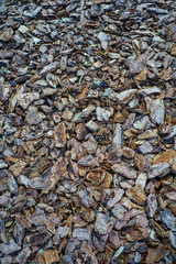 Pieces of tree bark. Texture, brown and gray background, vertical abstract photo