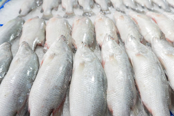 Fresh fish in the market