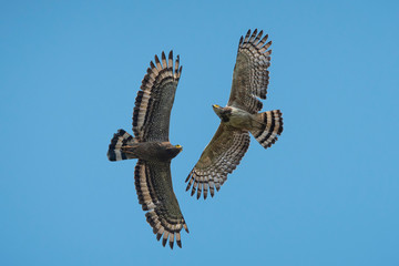 Crested serpent-eagle flying on blue sky