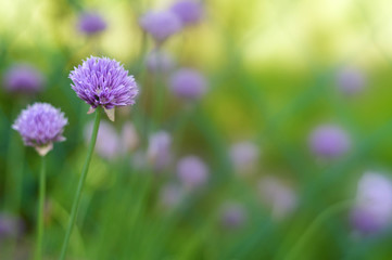 Chive flowers in the garden