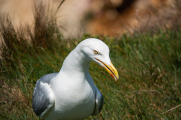 Herring Gull in Springtime