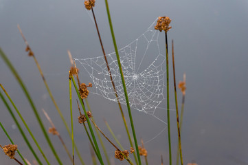 Cobweb, spider web with water drops hanging on a plant