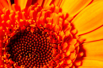 Gerbera jamesonii - flower with macro details