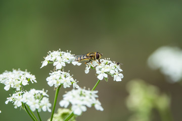 Hoverfly on Cow Parsley Flowers in Springtime