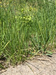 green grass in the field