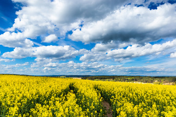 Obraz premium Yellow fields, flowers of rape, colza. Agriculture, spring in Cz