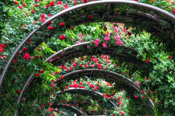 Fototapeta premium tunnel of roses