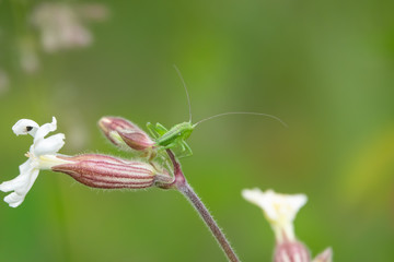 Katydid Nymph on Campion Flowers in Springtime