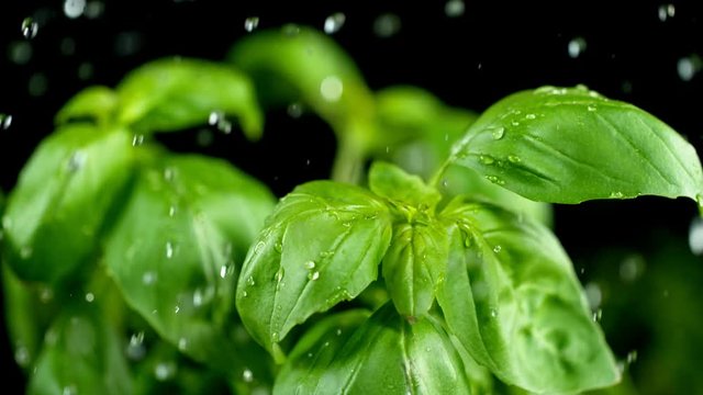 Super slow motion of fresh basil with falling water drops