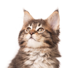 Maine Coon kitten