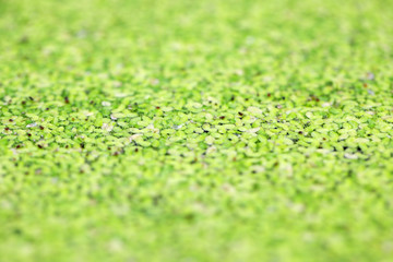 Naklejka premium close up of duckweed texture as background