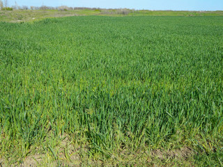 green grass background