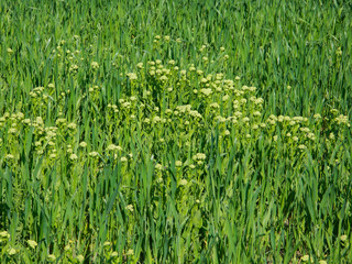 Fototapeta premium green grass background