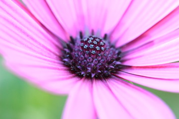 Fototapeta premium close up macro image of the small floral disc interior pollen carrying flowers in the centre of a colorful fresh daisy flower in a garden, New South Wales, Australia