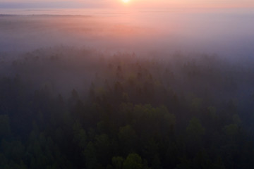 Sonnenaufgang über dem nebligen Wald. Luftaufnahme des Waldes. Wilder Naturhintergrund. Nebelwald am Morgen