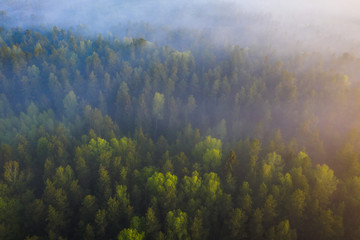 Foggy forest aerial view. Drone view of fog forest in the morning. Wild nature background. Scenic misty woodland from above