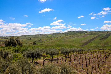 Fototapeta na wymiar olive grove in Sicily Italy (Agrigento Province) 