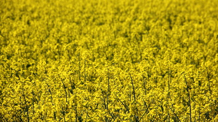 Yellow blossom repeseed field - botanical texture for background