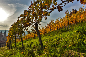 Fototapeta premium Esslingen Vineyard