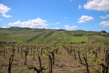Fototapeta na wymiar vineyard in Sicily Italy (Agrigento Province) 