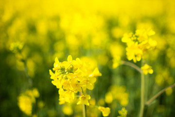 Obraz premium Rapeseed field. Blooming canola flowers close-up. Rape on the field in summer. Flowering rapeseed