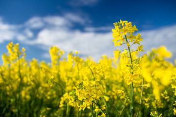 Rapeseed field. Blooming canola flowers close up. Rape on the field in summer. Yellow rapeseed. Flowering rapeseed