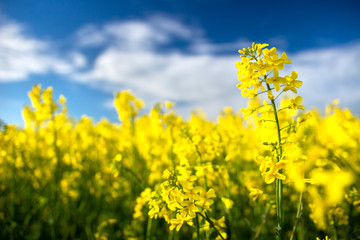 Obraz premium Rape field. Blooming canola flowers close up. Rapeseed on the field in summer. Yellow rapeseed on blue sky background. Flowering