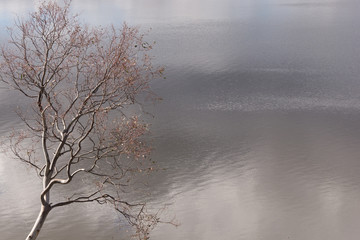 Fototapeta na wymiar Tree Leaning Over Lake on an Overcast Day