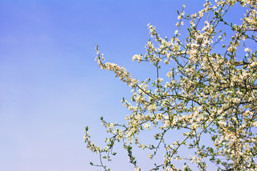 A blossoming tree is a plum. Flowering tree.