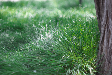 volgograss1