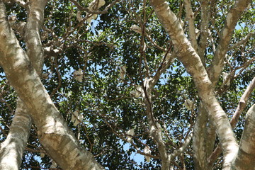 BIRDS IN Told oak tree