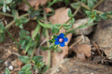 Scarlet Pimpernel Flowers in Bloom in Springtime