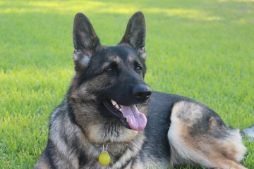 german shepherd on grass