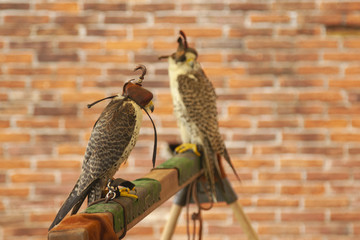 falconeria predatore uccello falco incappucciato