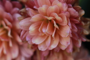 close-up macro image of pink and white delicate soft twisted petals of a chysanthemum flower in a garden, rural New South Wales, Australia