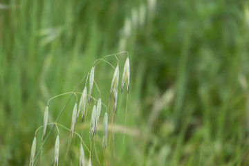 Wild Oat Inflorescence in Springtime