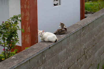 Two cats on the roof