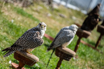 Falconry